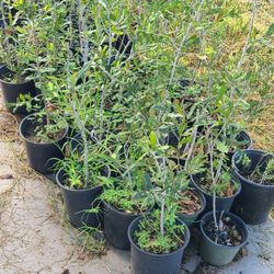 Live Oak Trees 1gallon 2ft Tall 