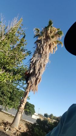 arboles