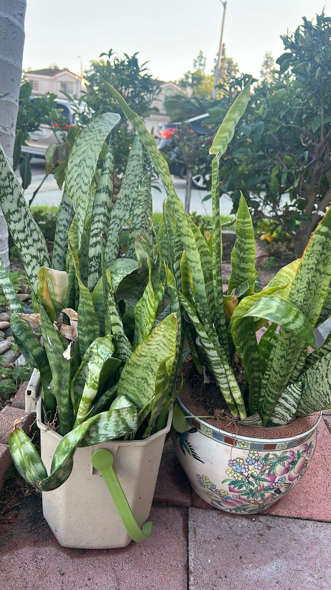 Snake Plants