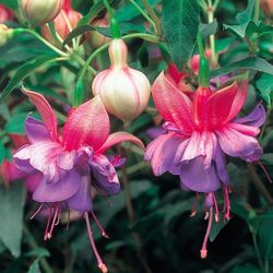 4” winston churchill fuchsia plant
