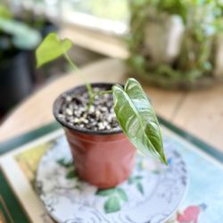 Philodendron Indoor Plant - Starter 