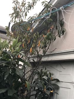 Peach Tree/ Arbol De Durazno