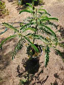 Butter popcorn plant