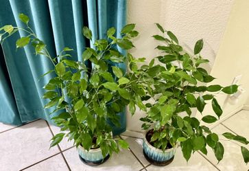 ♥️SUPER HEALTHY 3 Feet Weeping Fig Low maintenance & stress-reducing, perfect for busy plant lover♥️
