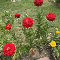 Zinnia Flowers