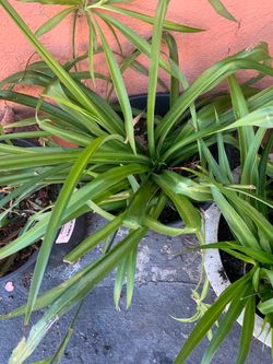 Spider plants