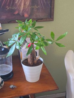 Money tree plant