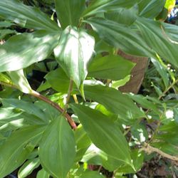 Insulin Plant(Costus Igneous)