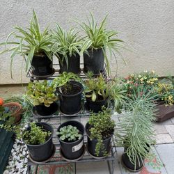 Spider Plants And Succulents Plants.
