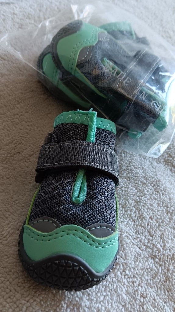 Maltipoo Shoes