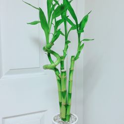 Lucky Bamboo 🎋Plants With Ceramic Pot - 2’5” Tall  - Indoor Plant 