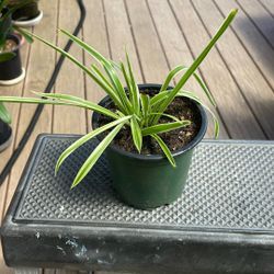 Variegated Leaf Spider Plant (House Plant)
