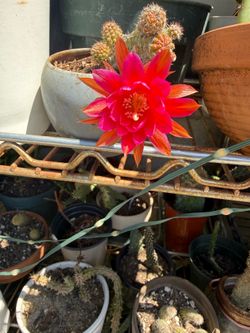 Peanut cactus blooming now
