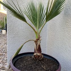 20” Mexican Fan Palm In Decorative Pot