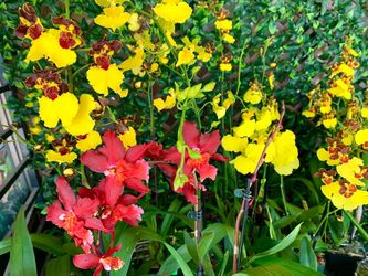 Oncidium orchids lan vũ nữ “Dancing Lady “