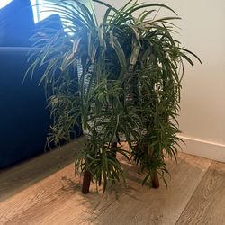 Spider Plant Mix