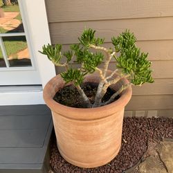 2 Jade Plants Free