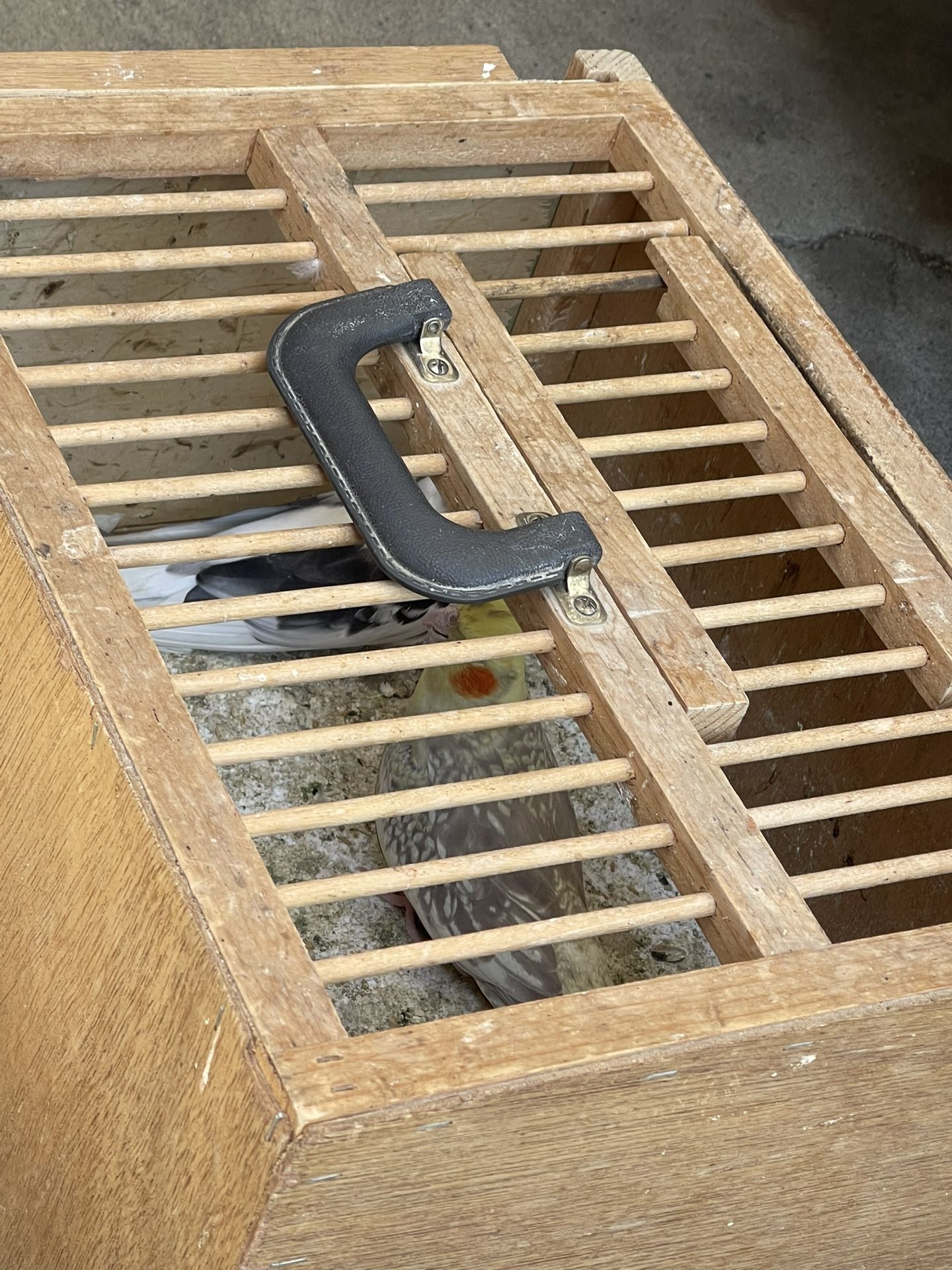 Bird Cages Supplies