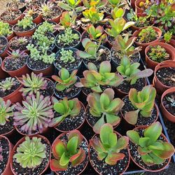 Large 6 inch variety 