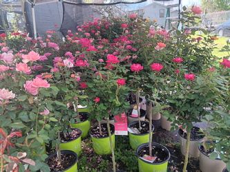 Rosas