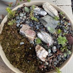 Zen Plant Arrangement / Suiseki Garden / Succulents & Sedums /
