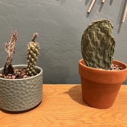 Cute Live Cactus In Decorative Planter Pots 
