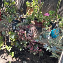 Plants