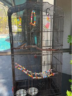 Birds cage