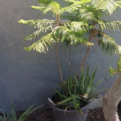 Norfolk Pine