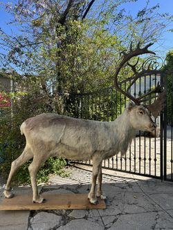 Full Body taxidermy caribou