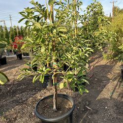Hass Avocado Tree