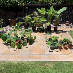 Patio Plants