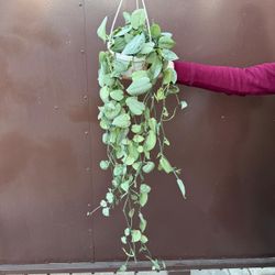 6” scindapsus sooo silver