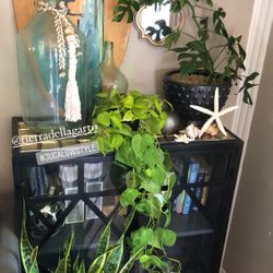 Urban jungle, Plant Sale