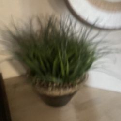 Fake Plant 