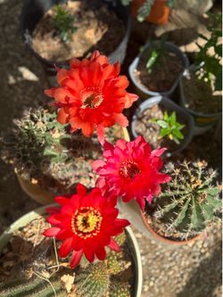 cactus side bulbs