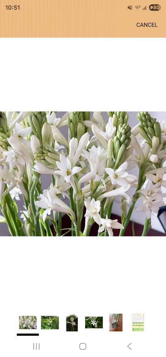 Tuberose Flower Plants