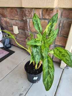 10inch house plant