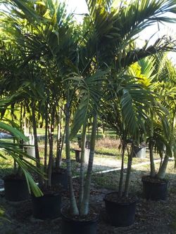 PRICE REDUCED! CHRISTMAS PALM IN 15 GALLONS 5' FEET TALL WITH MULTIPLE TRUNK FOR ONLY $50! ONLY A FEW LEFT