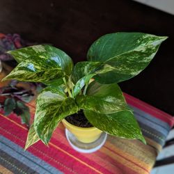 Hawaiian Pothos 