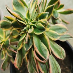 So rare Aeonium 'Sunburst' cristata big mature succulent best deal 2 pots for $48 hurry buy