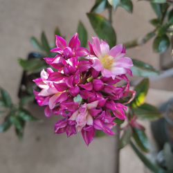 Rare Rose Cactus Plant