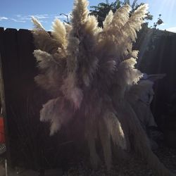 Pampas Grass