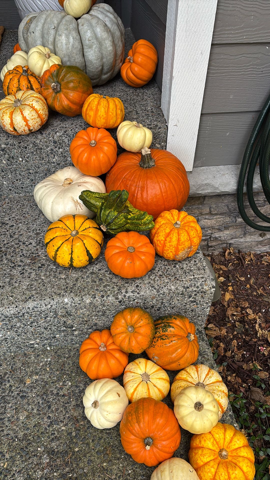 Free Pumpkins