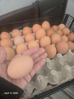 Fresh Eggs