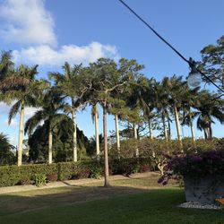 TREES Royal Palms FOR SALE - read description
