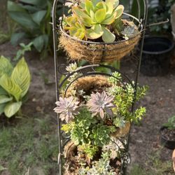 3 Tier Succulent Arrangement 
