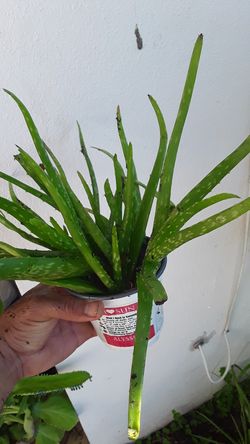 Potted aloe