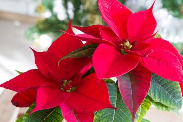 Red Poinsettia plant flower cuttings