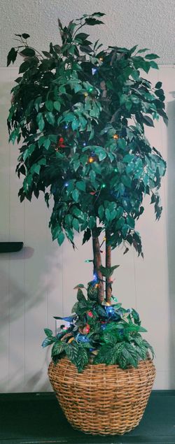 Plant